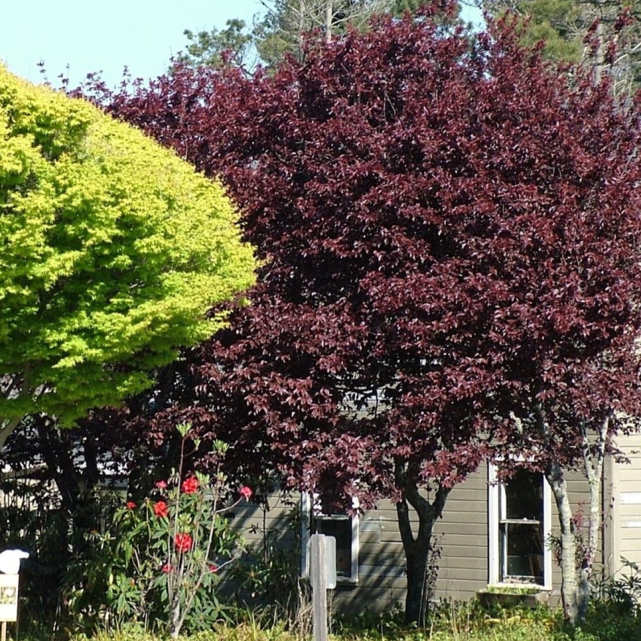 Obrázok Slivka čerešňoplodá (Prunus cerasifera) ´PISSARDII´ - výška 200-250 cm, kont. C10L